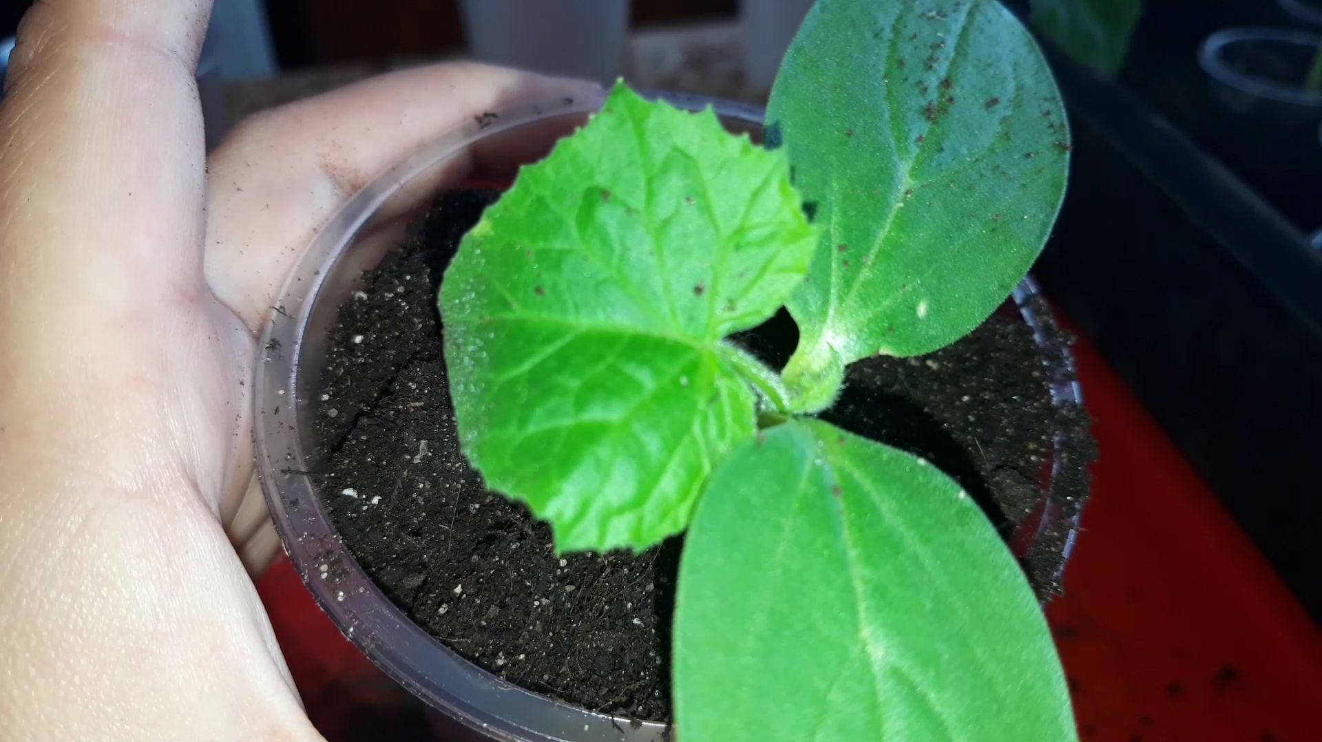 Перевалка рассады огурцов #рассада #огурцы #рассадаогурцов #пикировкарассады #пикировкаогурцов