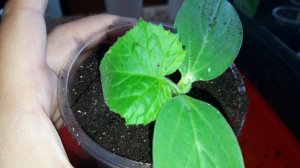 Перевалка рассады огурцов #рассада #огурцы #рассадаогурцов #пикировкарассады #пикировкаогурцов