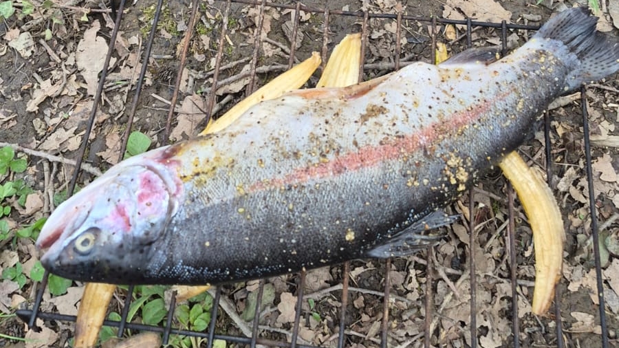 КРАСНОДАР СУПСЕХ ГОРНАЯ РЕКА 2026