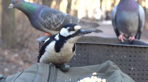 Небольшая зарисовка с дятлом