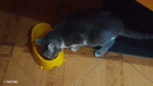 как едят беспородные коты
