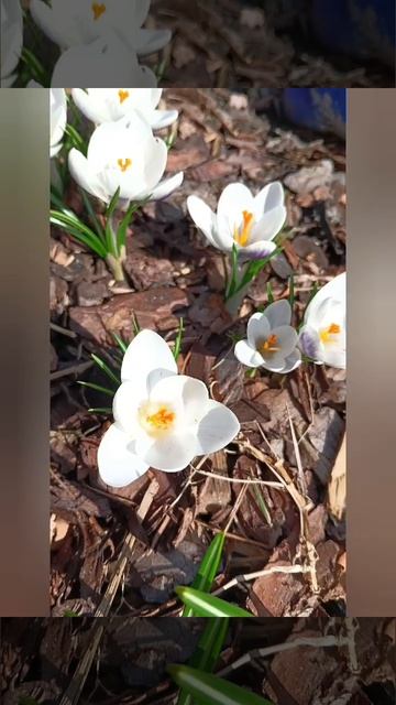 Крокусы на даче 🌺