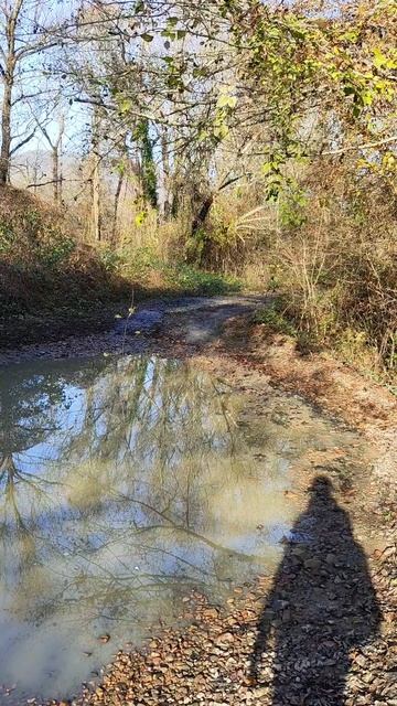 Пшада и ягоды в лесу #природа #краснодарскийкрай #путешествуемрф