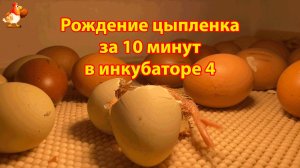 Рождение цыпленка за 10 минут в инкубаторе 4