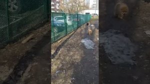 Мы идём гулять с собакой! | 4-апр-2026 2