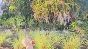 Лиса в Америке /Попала в больницуСрочно поехали к докторуСвекровь удивила Покупки из Walmart ВлогСША