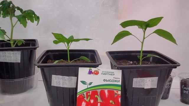 16.04. Обзор рассады для раннего урожая