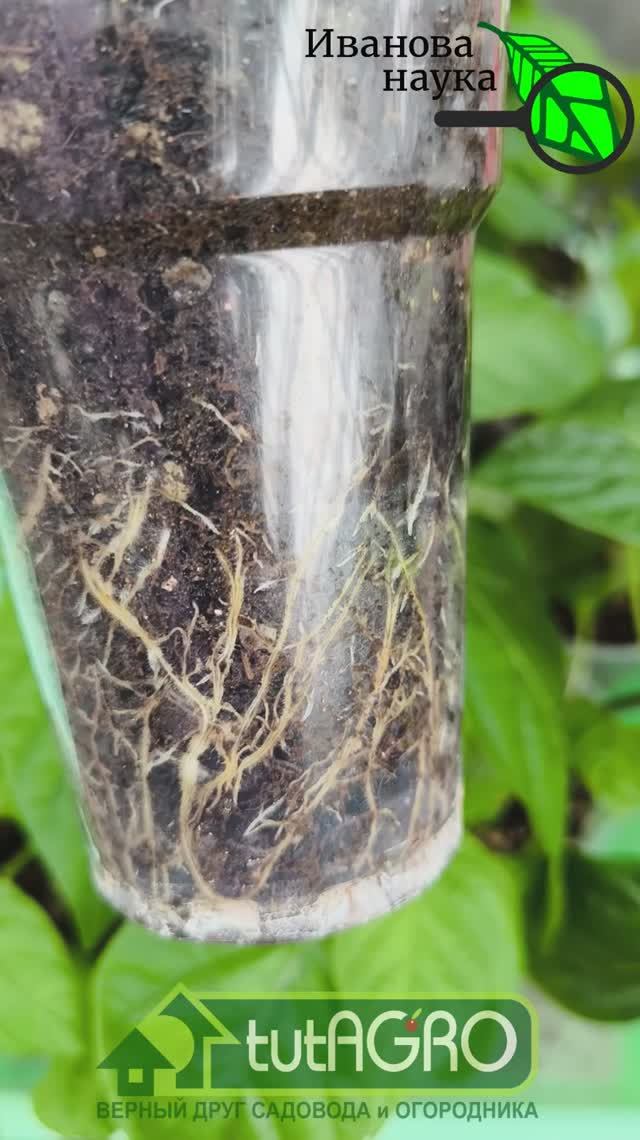 ❌❌❌НЕ МОРИТЕ РАССАДУ ГОЛОДОМ! 😱 Вот что надо сделать, чтобы рассада не вытягивалась и не желтела.🌱