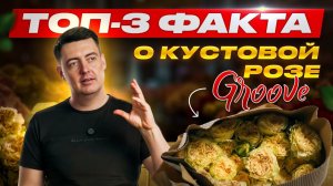 Кустовая роза против российской: кто выиграет? | Плантация Groove | Кения | Цветы оптом