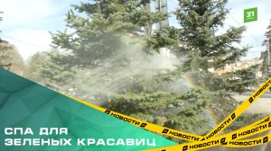СПА для зеленых красавиц. В Челябинске придорожные ели отмыли от пыли
