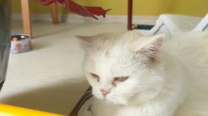 кармлю кота