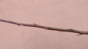 Можно ли выращивать персик и абрикос без обработки