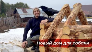 Дом из бревен собаке - учусь строить сруб. Первый выезд на машине с Гошей за вербой.