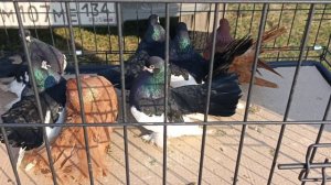 Ярмарка голубей в Новониколаевке (Алексиково) 04.04.2026 г. в трёх частях. 1 часть