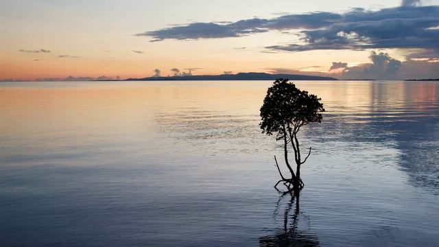 Забыть о проблемах помогут звуки природы шум океана и звуки волн  Звуки природы