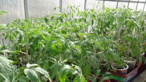 Ответ на вопросы зрителей. Какой объем грунта у рассады томатов при высадке?