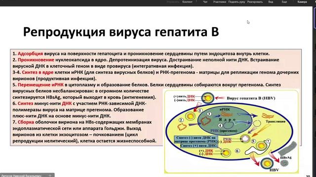 возбудители вирусных гепатитов