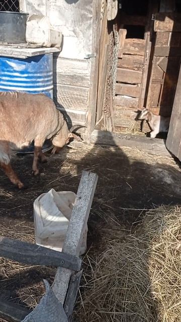 коза Бамбина с дочкой и сыночками.