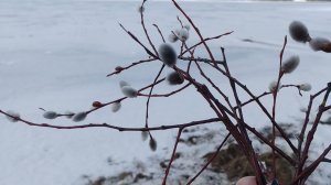 В Лазареву субботу срезала ВЕРБУ) Прошли в теплицу)