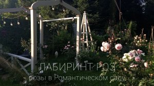 Прогулка по розовому лабиринту. Идеальный компаньон для роз.
