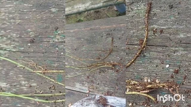 Посадка морозника и клематиса  Начала собирать теплицу 