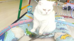 что выбирит кот