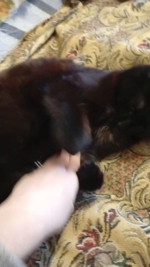 Обзор моей кошки ❤️😍