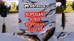 ПЛОТВА ВСЯ ВЫШЛА... ХОРОШИЙ КЛЁВ, ПЛОТВА НА ЖЕРЛИЦЫ ПОШЛА. #плотва #рыбалка #рекомендации #fishing