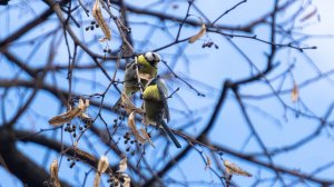 Трюки лазоревок под пение зяблика