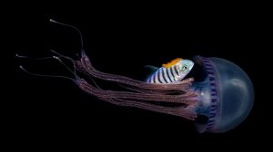 Удивительный опыт черной воды в Анилао Фото Академии