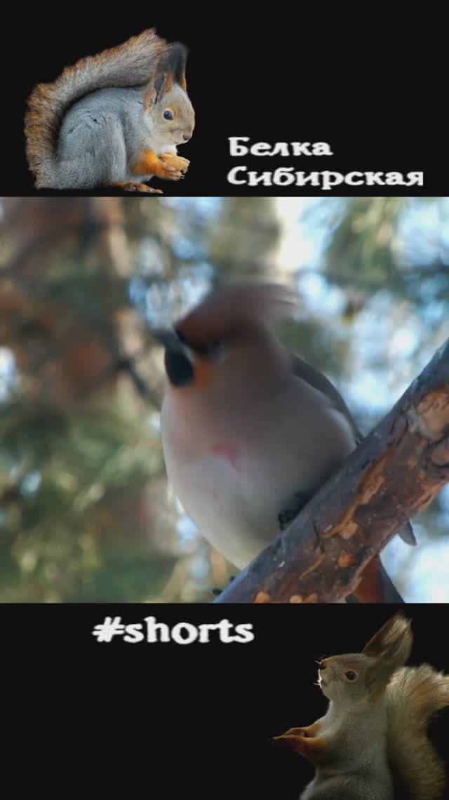 Свиристели в лесу