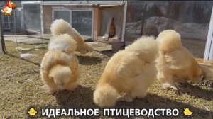 Идеальное птицеводство достойно восхищения 🐓🦆🦢🦚🦃🐔 эпизод (480)