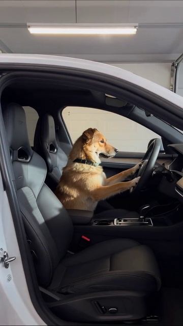 Собака за рулем: удивительное путешествие! #собака #автомобиль #приключения