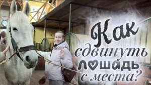 Как сдвинуть лошадь? Студенты ЛГУ им. А.С. Пушкина  искали ответ в КСК Новополье - Ипповенция