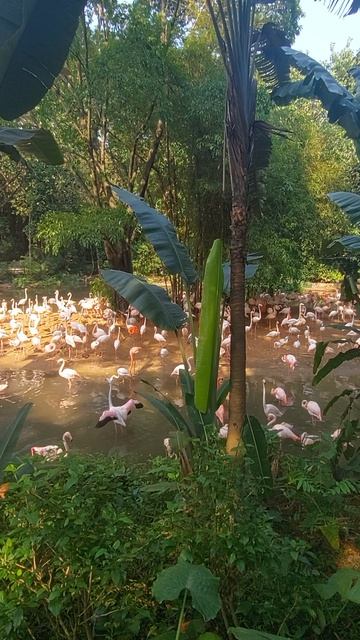 Фламинго в Гуанчжоу