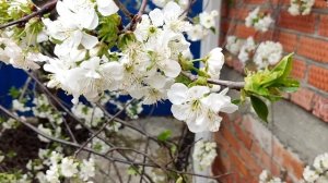 С Лазаревой субботой!#; Квашу капусту.