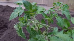 Весенние радости и теплица