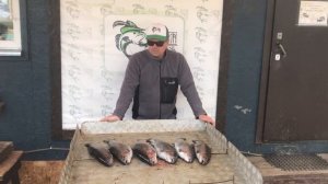 улов форели на 10 кг