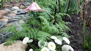 Кусочек сада под дождем в начале апреля на юге 04.04.2026