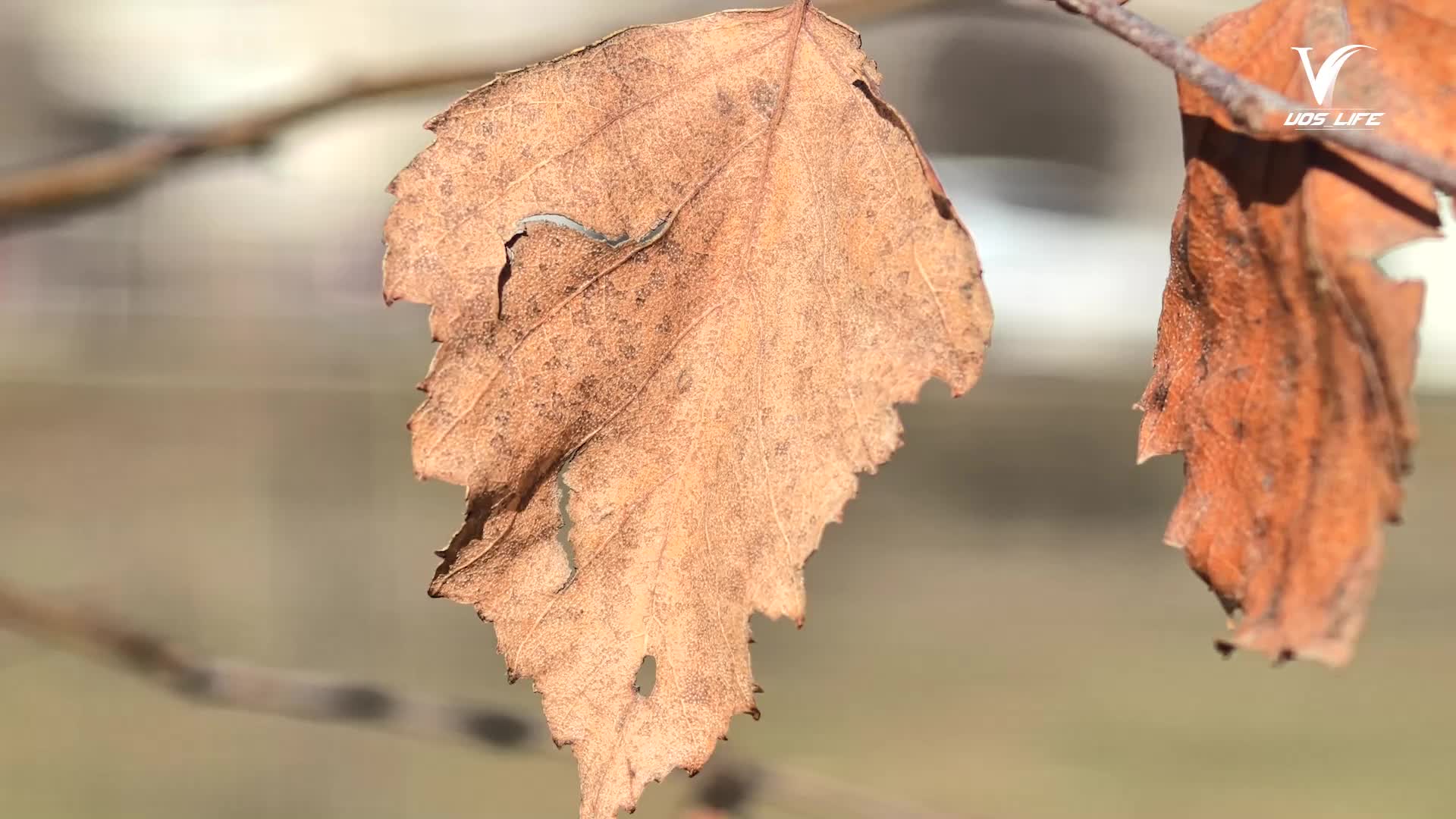 Красота весны в нашей жизни — в мелочах, которые мы часто не замечаем: в тихом шелесте листвы, в ...