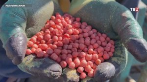 В Крыму успешно импортозаместили биопрепараты для защиты растений