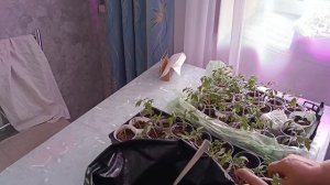 4.03.26. Продолжаю заниматься рассадой. Первый весенний ливень.