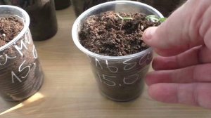 Сколько времени всходят помидоры