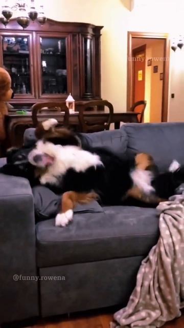 подборка ревнивых пёсиков