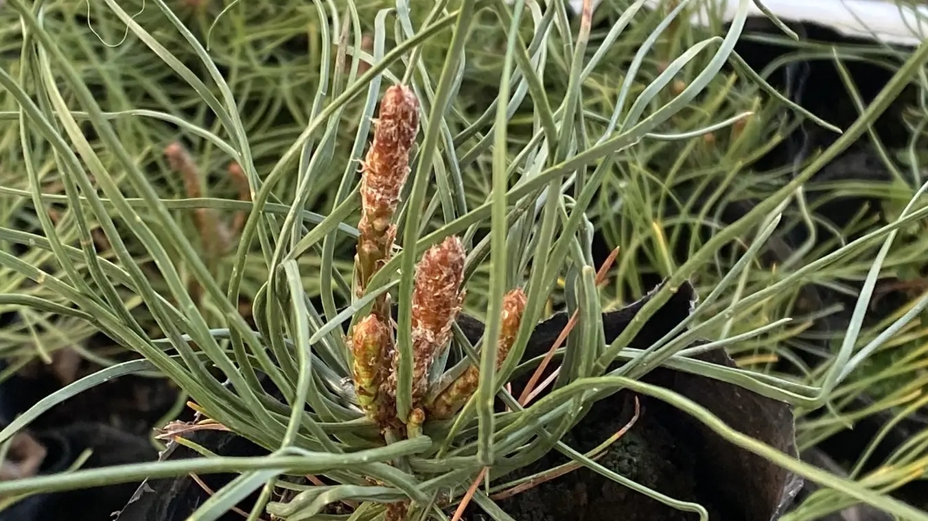 СОСНА ГОРНАЯ ПУМИЛИО