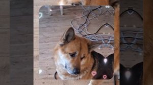 1000055036.mp4 (Собака наблюдает за устройством лестницы на 2-ой этаж в доме А-фрейм)