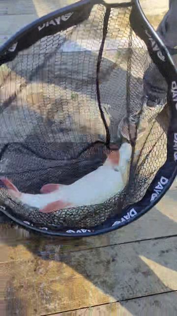 Вот такие домашние питомцы в Каньоне.