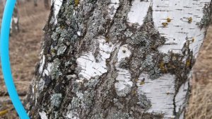 Приехал за берёзовым соком. 4 апреля 2026