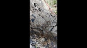 Уборка на участке продолжается.