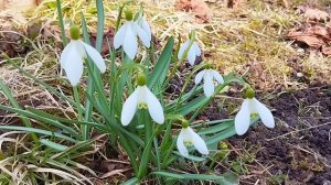 Подснежники